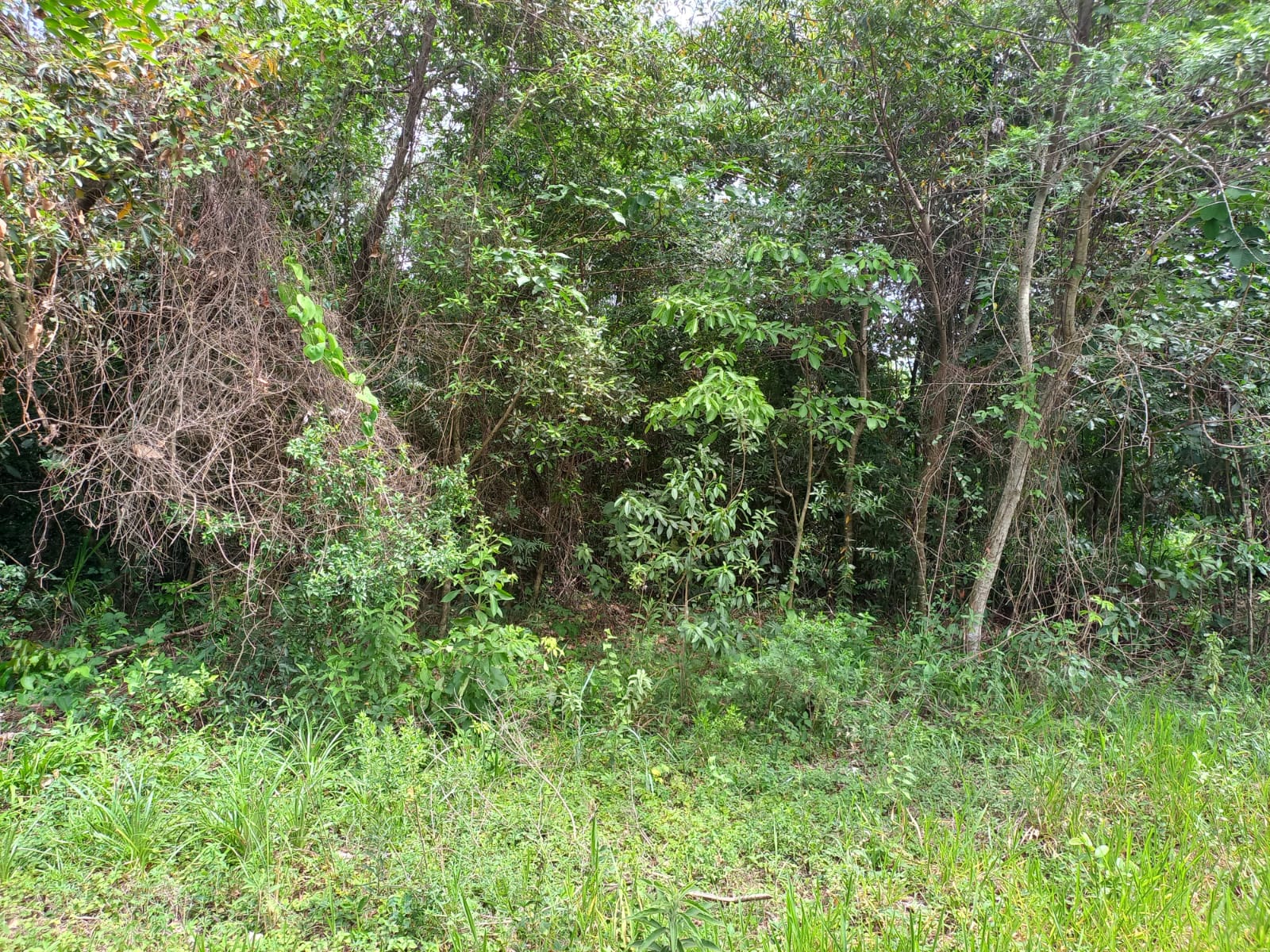 TERRENO EN VENTA – PIRIBEBUY — foto 2