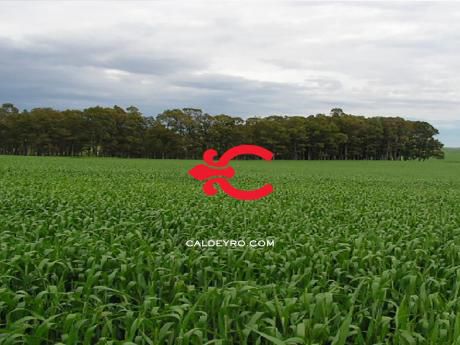 Estancia Ganadero - Agrícola Monte Jazmín Ref.: 1454