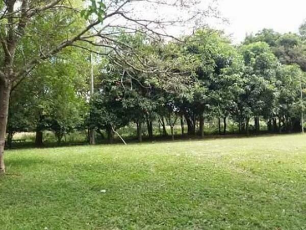 VENDO 285 hect productivas en San Miguel Misiones a 900 m de la ruta principaL — foto 3