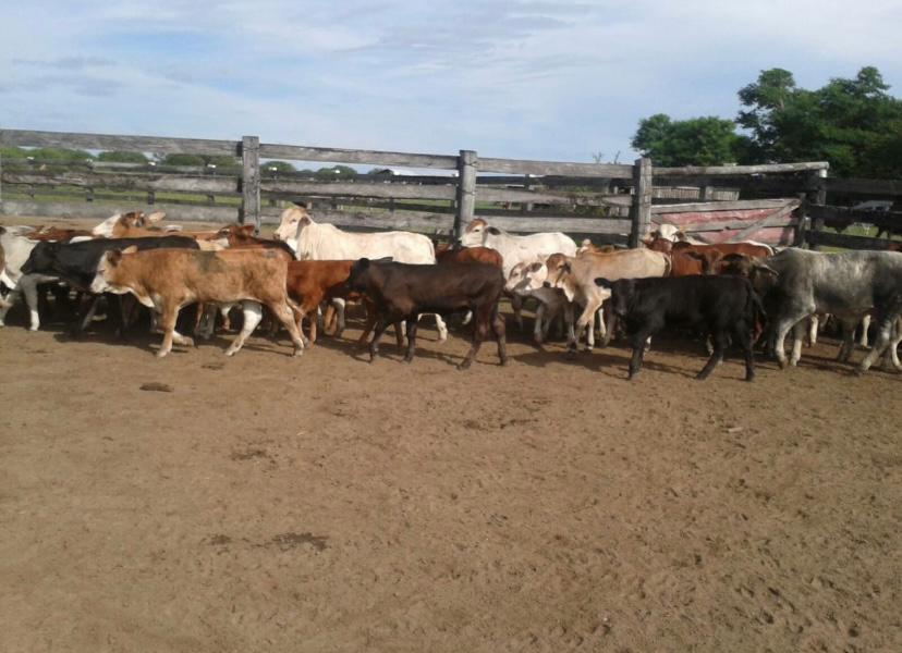 Vendo Estancia de 5.310 Hectáreas en Toro Pampa Chaco - CLCS4761214 — foto 2