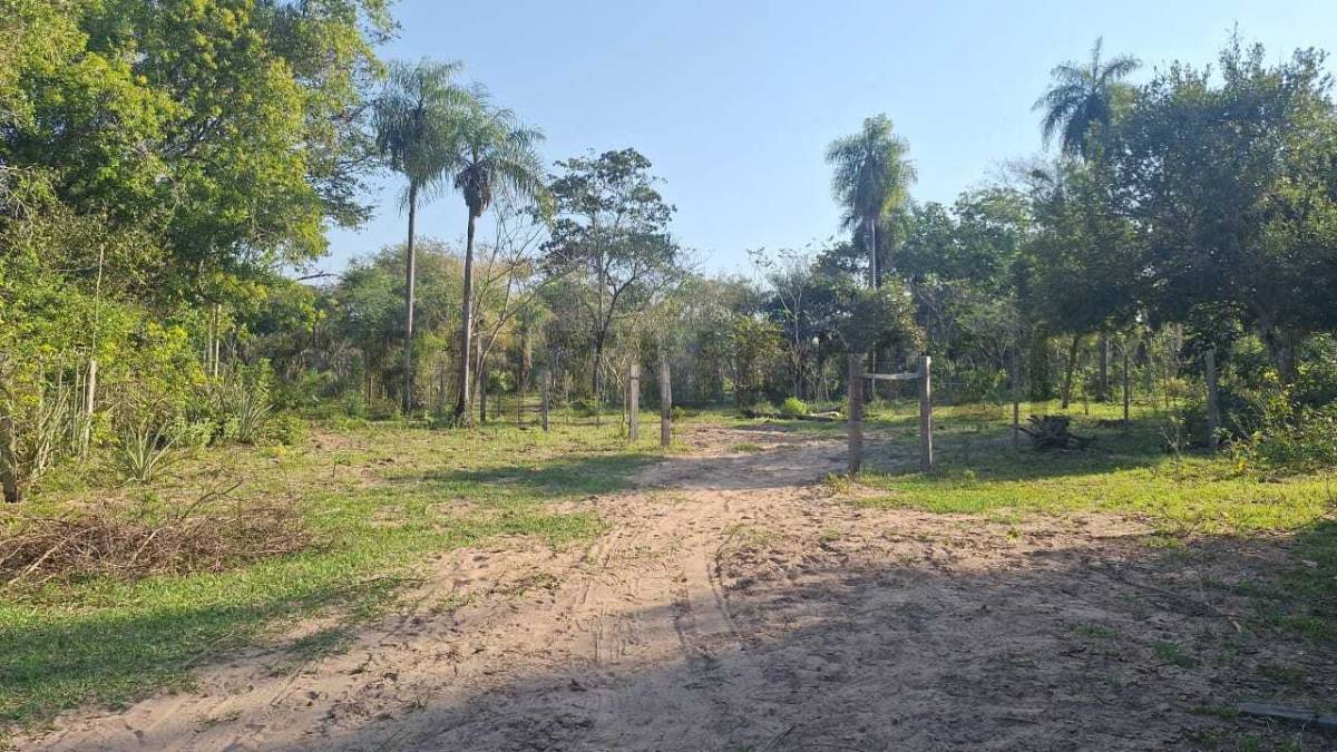 Vendo 12 HA en Nueva Colombia — foto 2