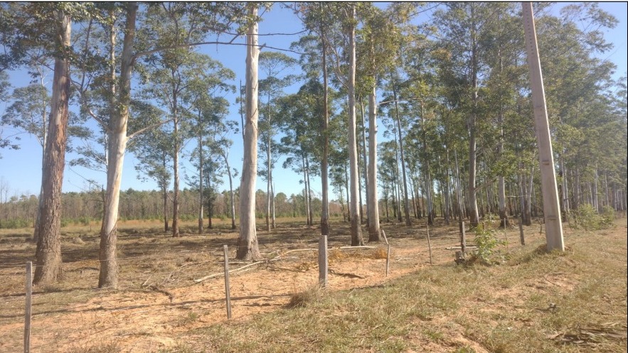 Vendo Campo de 2.169 Hectáreas en San Solano, Itapuá - CLCS6471806 — foto 3