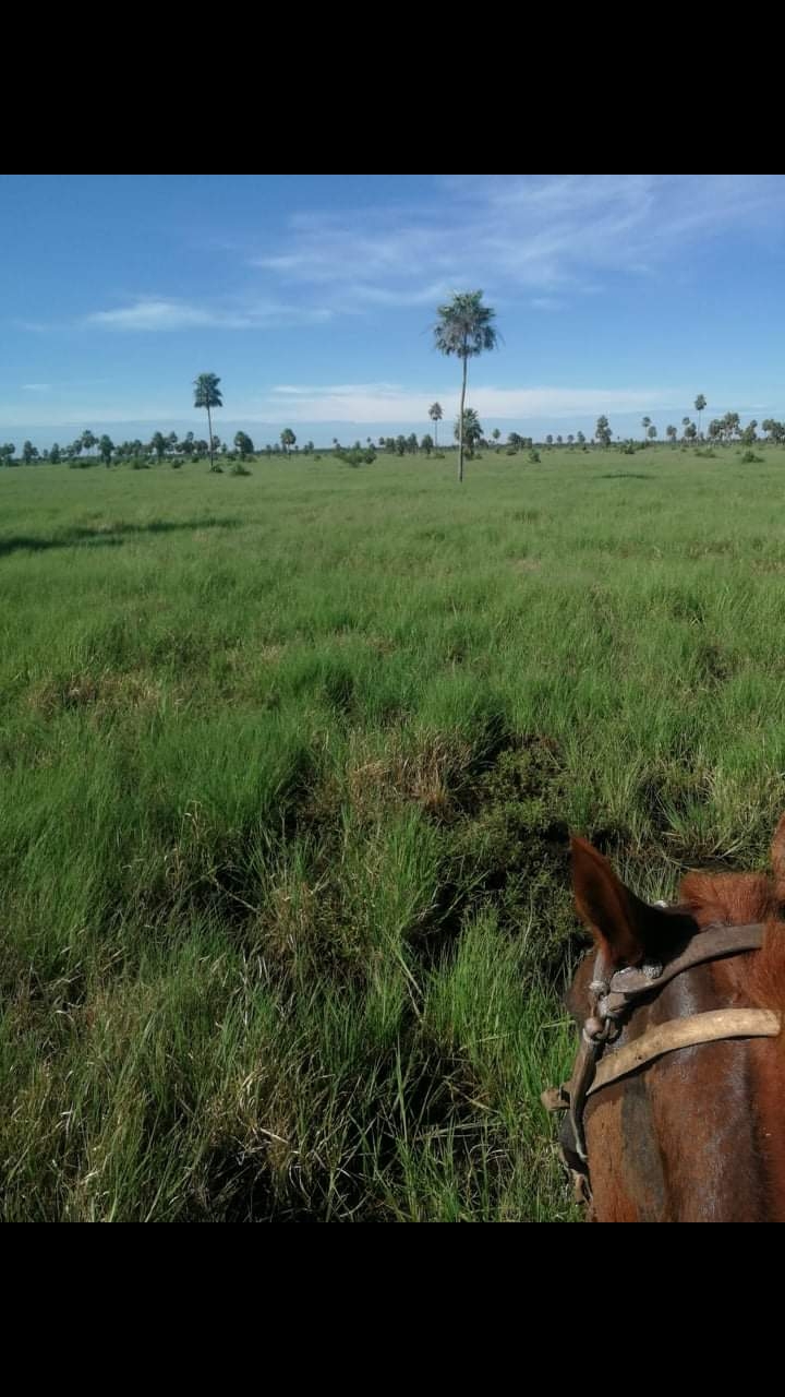Vendo HERMOSA Estancia en PTE HAYES Chaco paraguayo! — foto 3