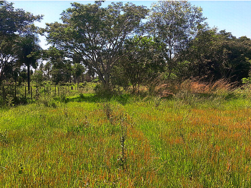 VENDO PROPIEDAD RURAL CORONEL OVIEDO A 4 KM DE LA CIUDAD — foto 3