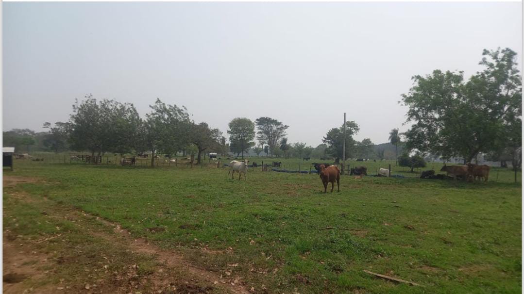 Vendo Campo de 2.000 Hectáreas en San Pedro, Gral E. Aquino - CLCS7073641 — foto 2