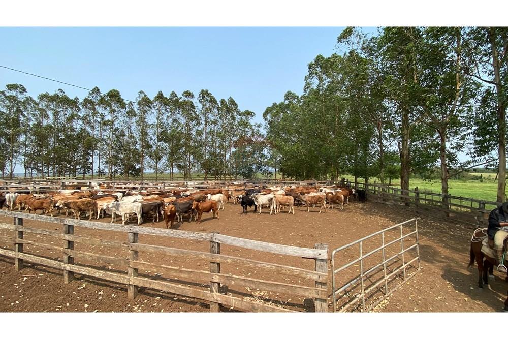 Vendo Estancia en Caaguazu — foto 3