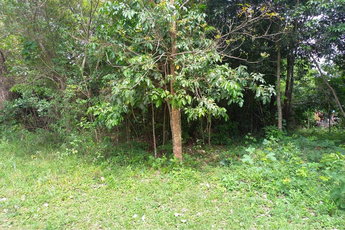 Terreno-Venta-McalEstigarribia, Piribebuy, Cordillera — foto 2