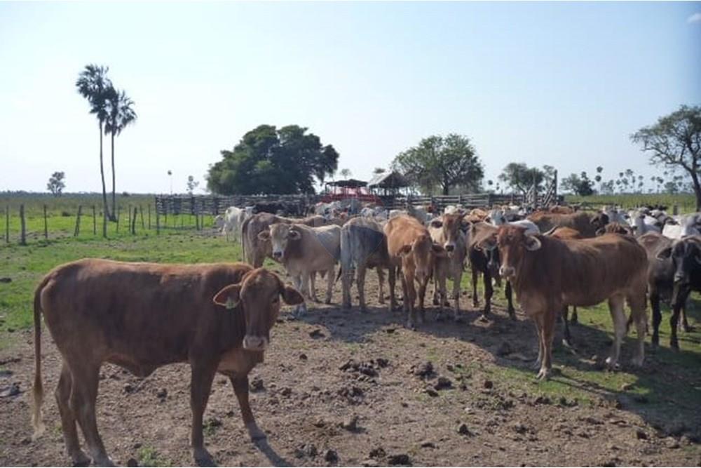 Estancia/Campo - Venta - General José María Bruguéz, Presidente Hayes, Paraguay — foto 3