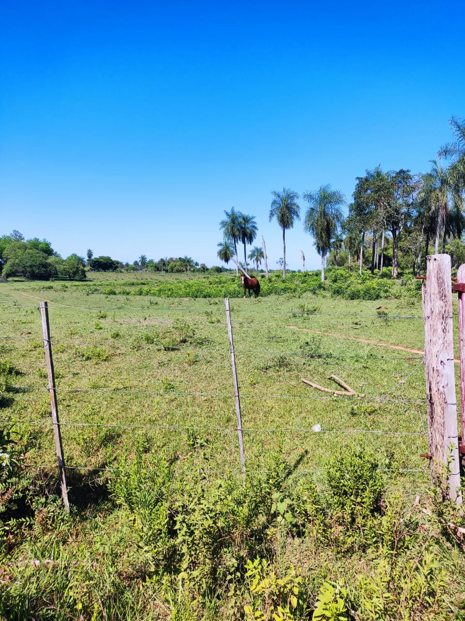 Vendo Propiedad de 52 Ha. En Ybycui sobre ruta — foto 2