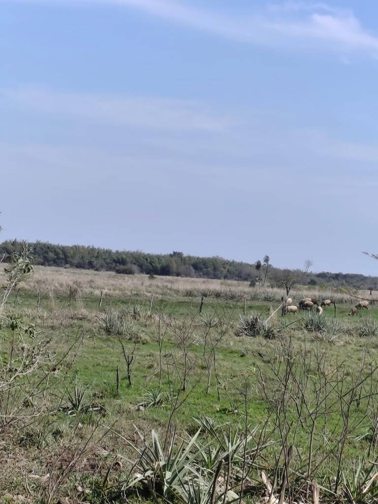 Vendo Estancia En Misiones — foto 3