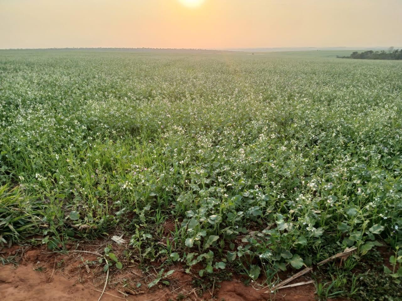 Hermosa y productiva propiedad rural en venta — foto 3