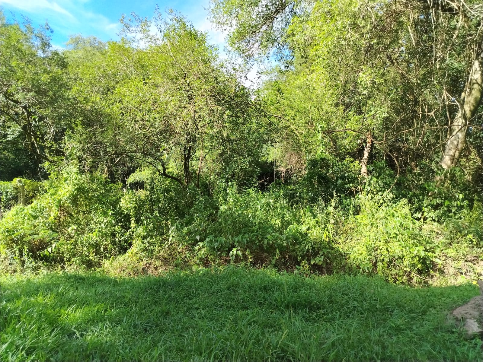 VENDO TERRENO EN LUQUE — foto 2