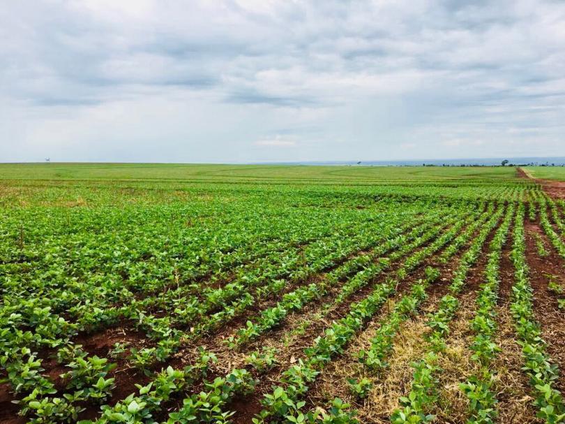 Campo con 4.500 Has En Amambay — foto 3