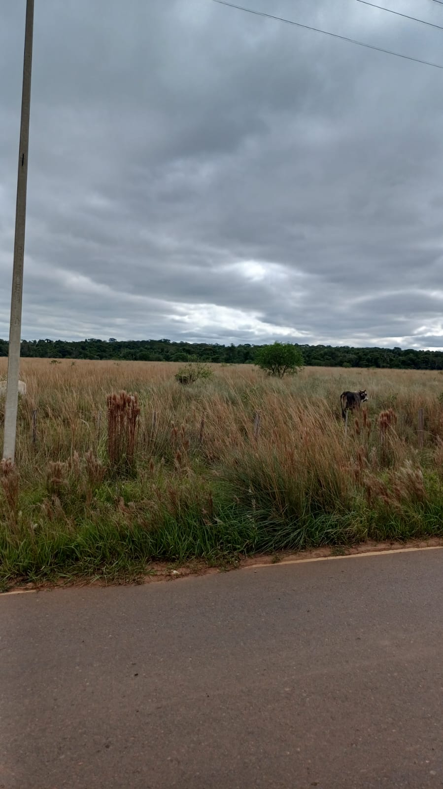 Vendo  31 Hectáreas Sobre Ruta , Ciuad De Eusebio Ayala Cordilera — foto 3