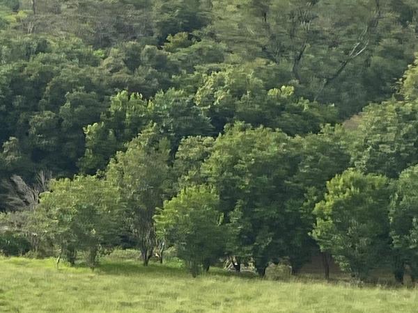 Propiedad Rural En La Paz Itapua — foto 2