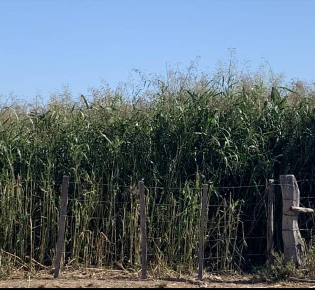 VENTA ESTABLECIMIENTO AGRO GANADERO EN BOQUERON — foto 3