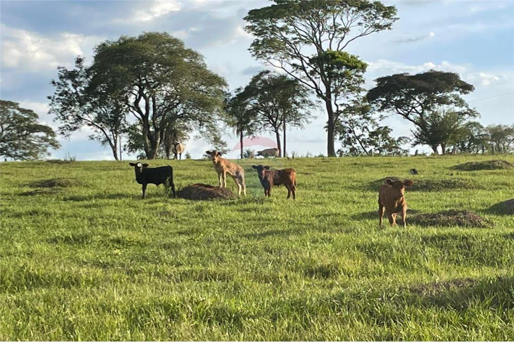 Estancia Ganadera en Venta en Trinidad, Itapúa! 87 Hectáreas Productivas — foto 3