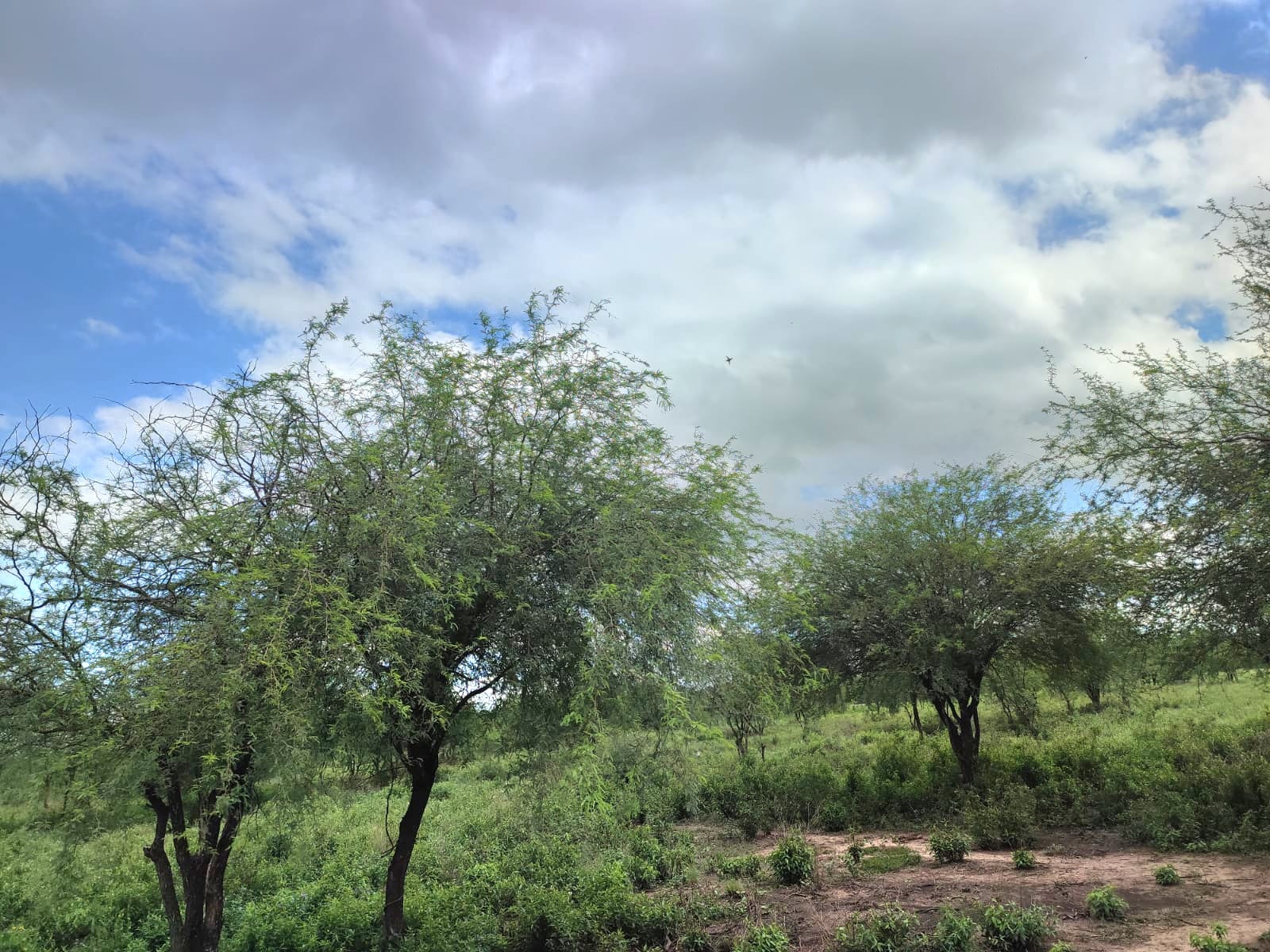 Vendo Propiedad de 57 hectáreas en Chaco'i ideal para loteamiento — foto 3