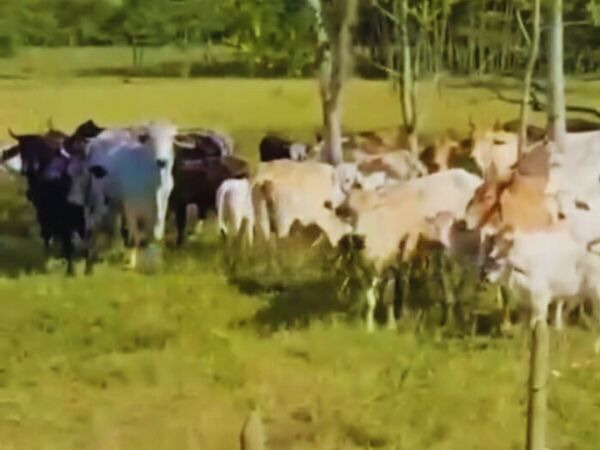 PROPIEDAD ESTRATÉGICA EN FALCÓN SOBRE RUTA INTERNACIONAL A ARGENTINA — foto 3