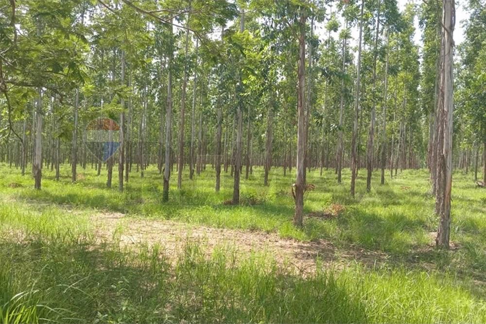 Estancia/Campo - Venta - Choré, San Pedro, Paraguay — foto 3