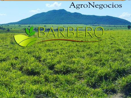 Barbero Agronegocios Vende Tunas 1000 Ha