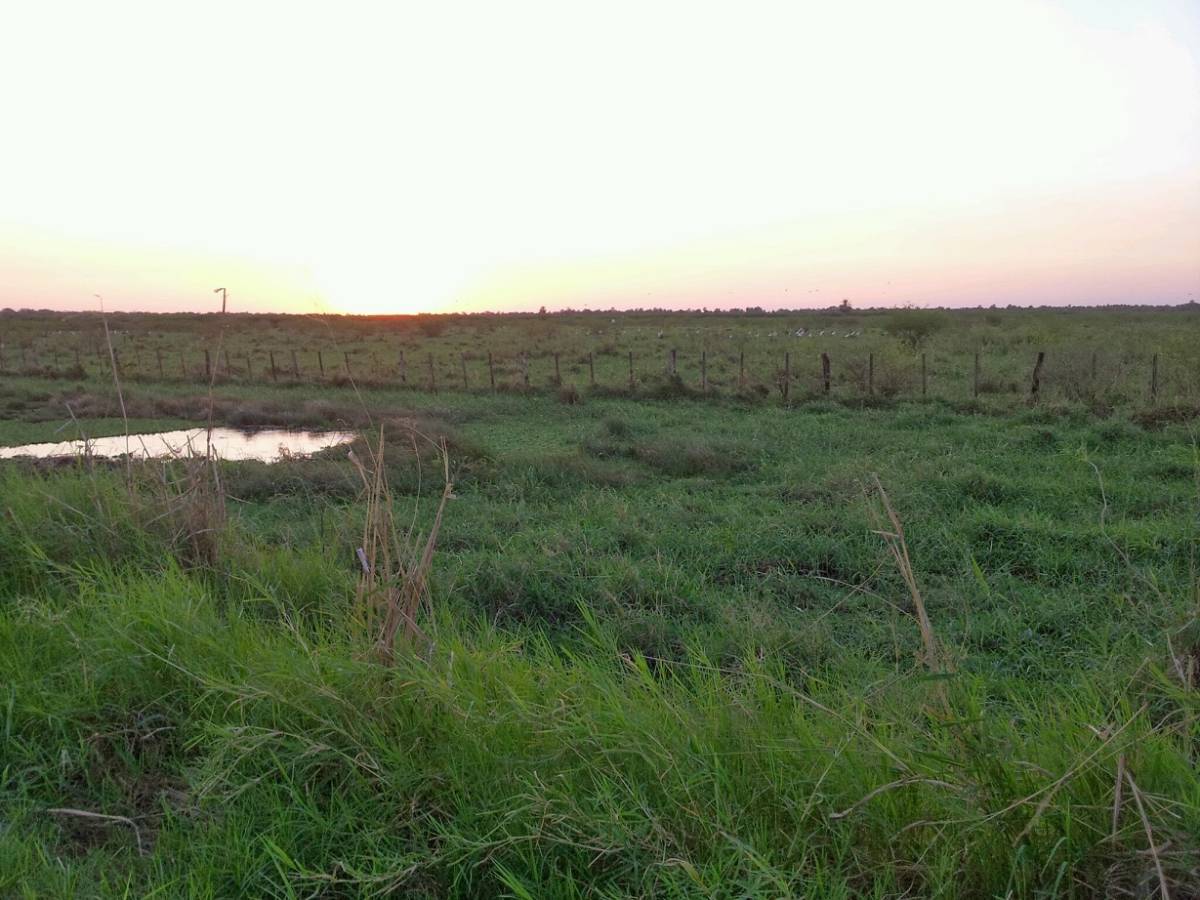 VENDO CAMPO GANADERO AGRICOLA EN PRESIDENTE HAYES — foto 2