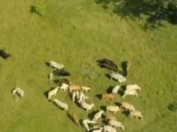 PROPIEDAD ESTRATÉGICA EN FALCÓN SOBRE RUTA INTERNACIONAL A ARGENTINA — foto 2