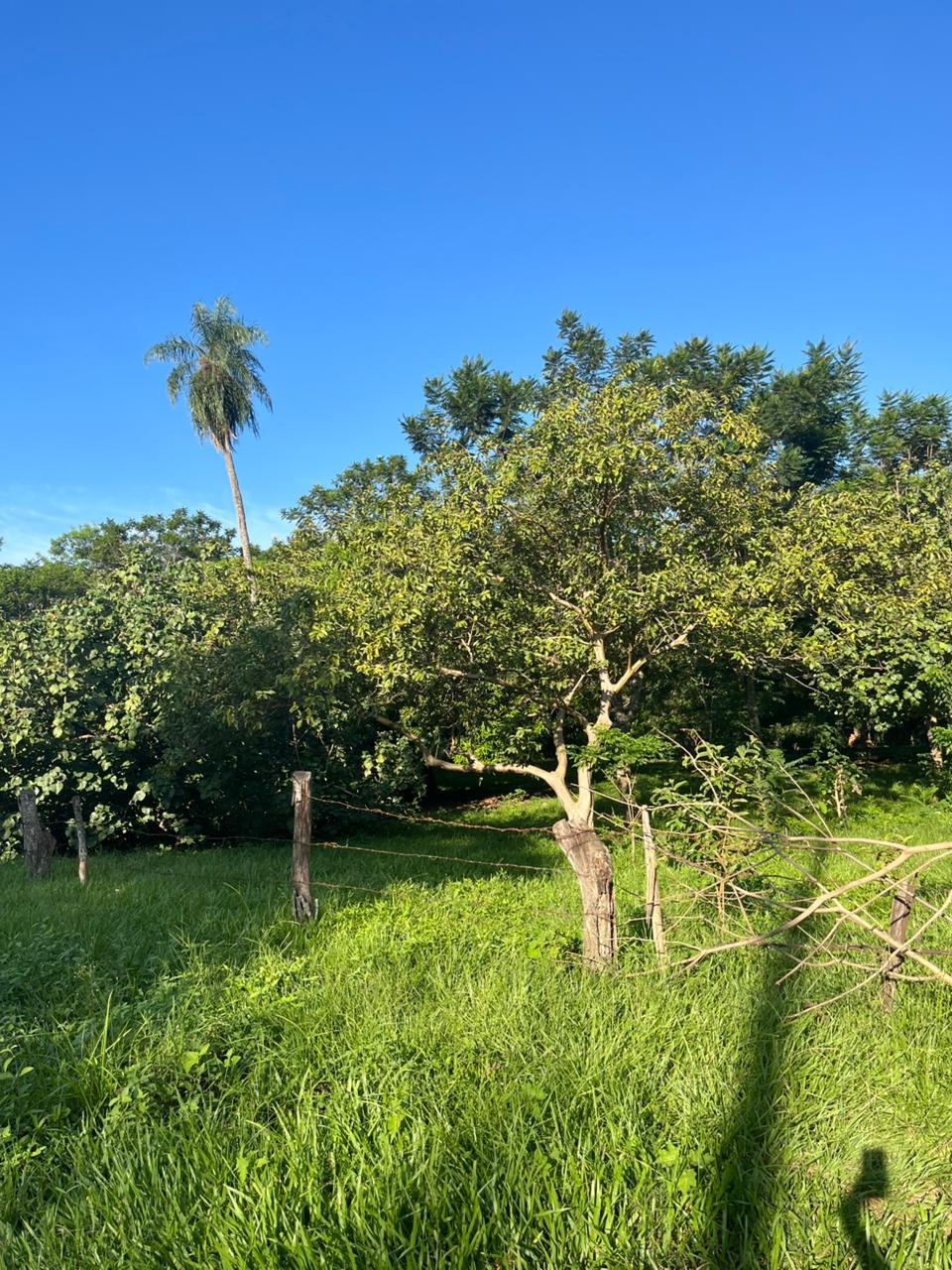 TERRENO EN VENTA CORONEL OVIEDO — foto 2