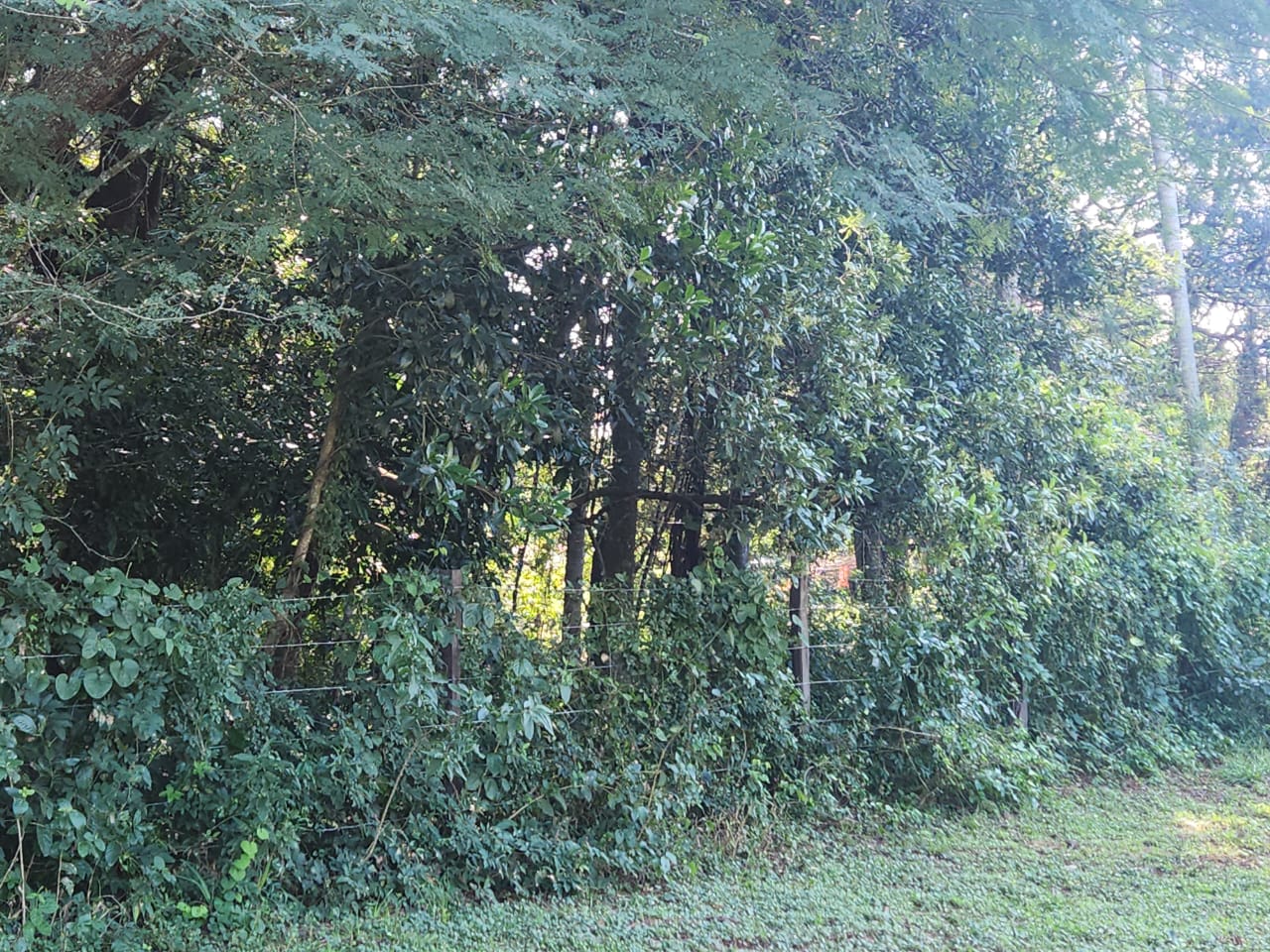 Vendo amplio terreno en Altos — foto 2