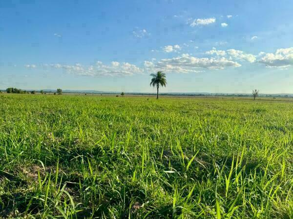 VENDO CAMPO EN ARROYOS Y ESTEROS - 48 HECTAREAS — foto 2