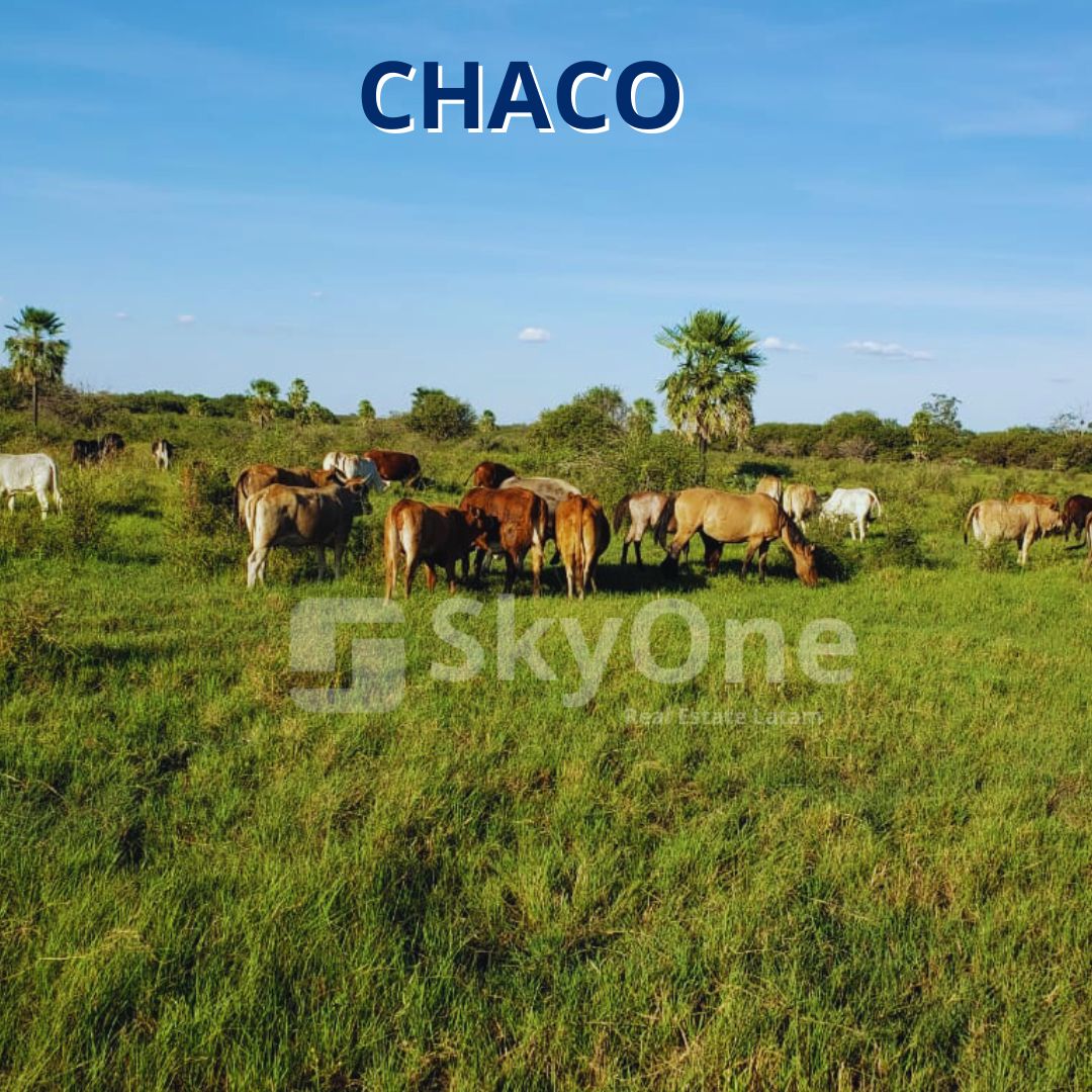 VENDO PROPIEDAD EN EL CHACO  Dpto. de Alto Paraguay, zona Tte. Martínez — foto 2
