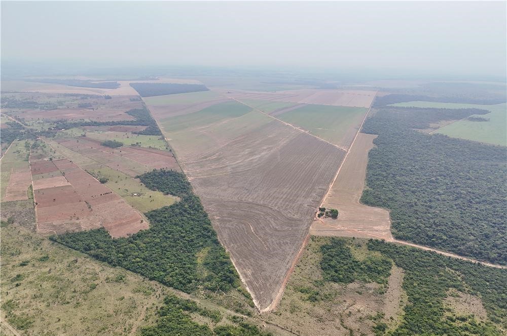 Gran Oportunidad En El Campo 1.030 Hectáreas San Pedro — foto 3