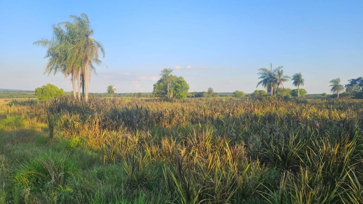 Venta de Rancho Hebrón – 30 Hectáreas Productivas en Compañía Entre Ríos — foto 2
