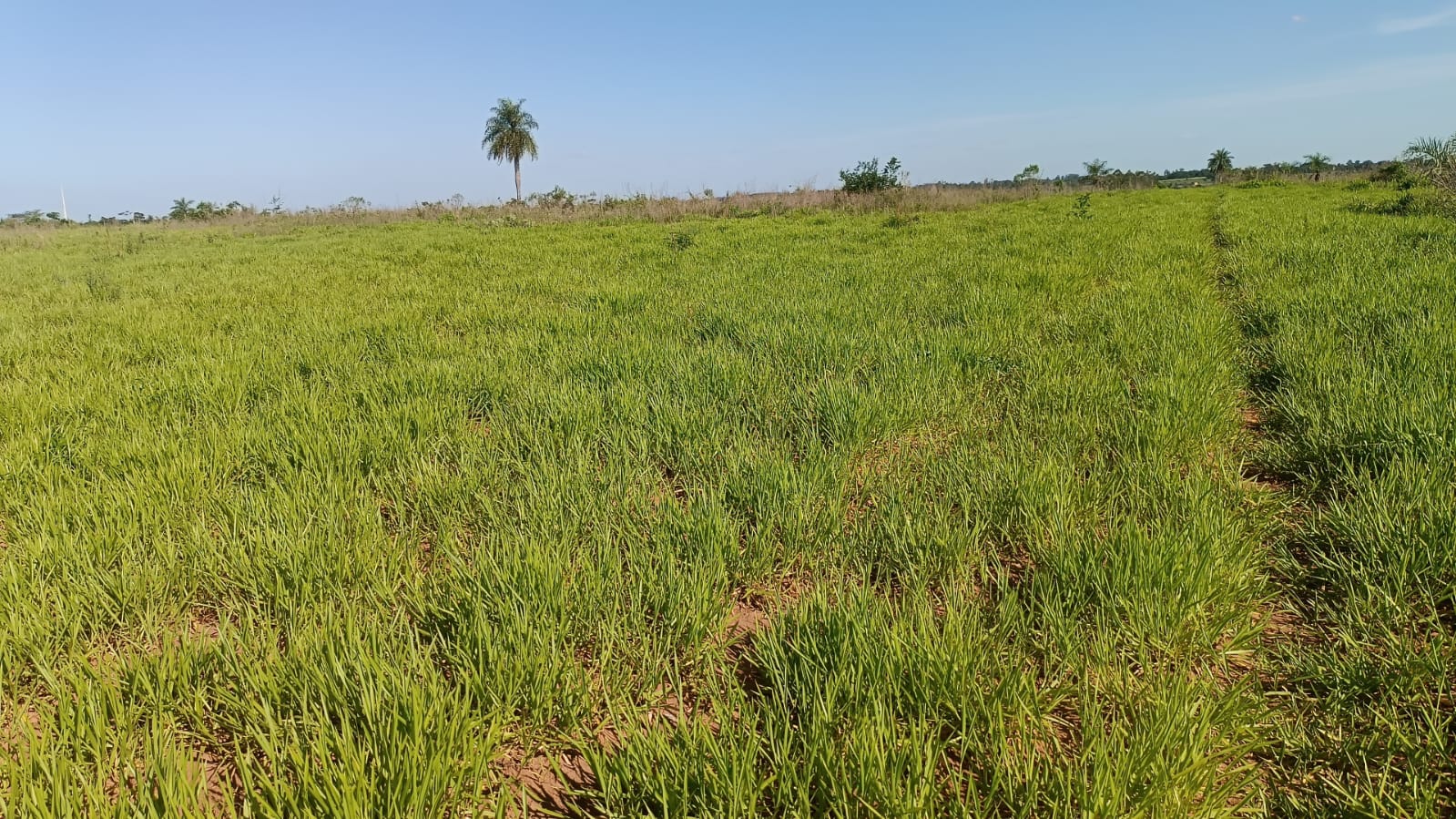En Venta! - Caaguazú 10 Hectáreas - Sobre Ruta Internacional Py02 — foto 3