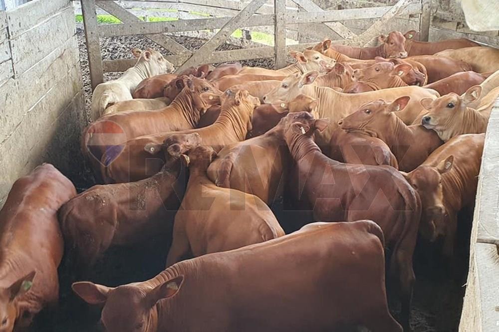 Campo en venta en Alto Paraguay — foto 2