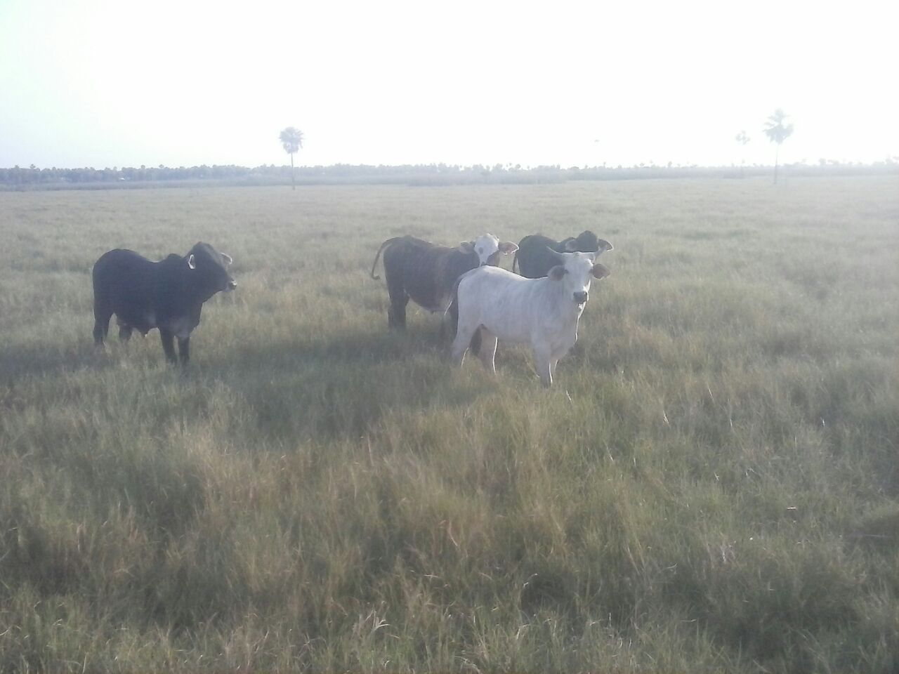 Vendo Campo de 5.310 Hectáreas, Zona Toro Pampa, Alto Paraguay - CLCS7786113 — foto 2