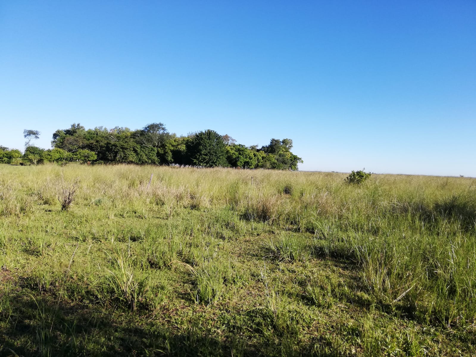 HECTAREAS EN ARROYOS Y ESTEROS — foto 3