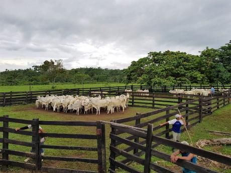 Hermosa Propiedad Ganadera En Zona Urubó, Hecha Y En Actual Producción