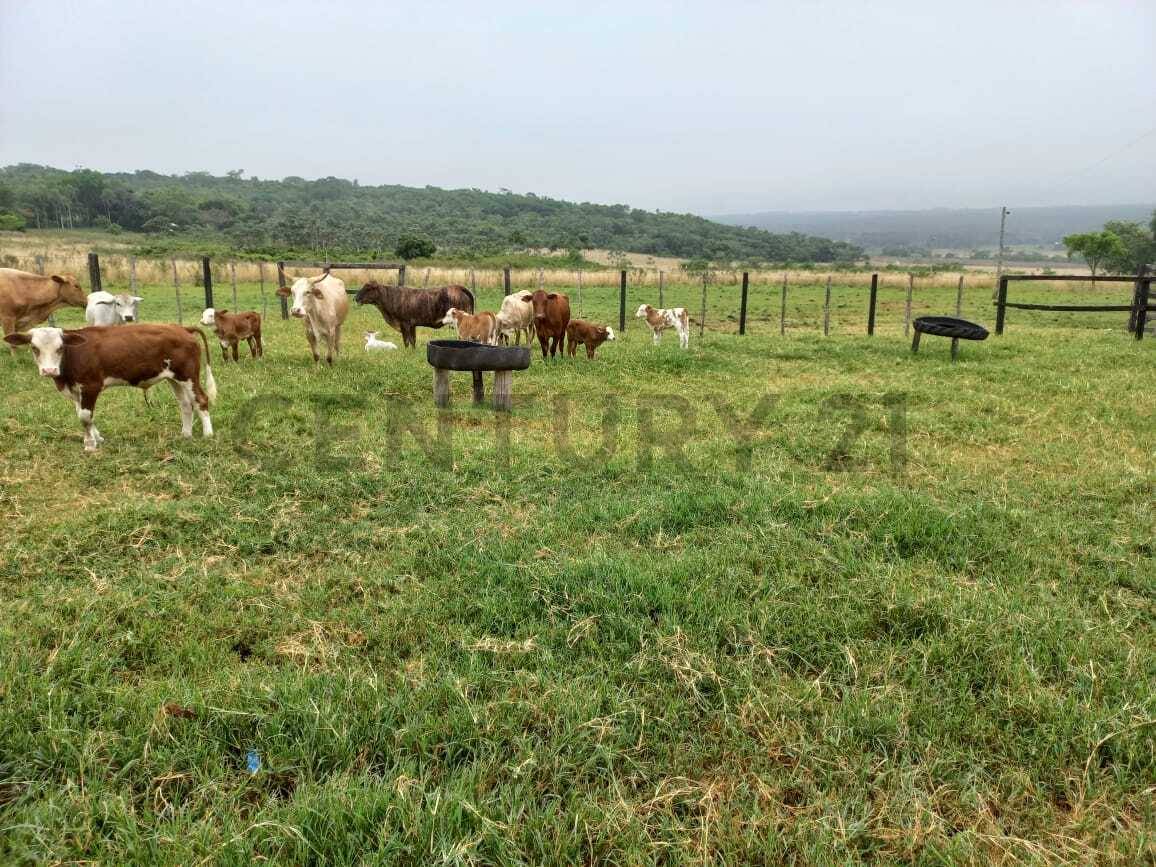 EN VENTA - GRANJA DE 73 HECTAREAS EN NUEVA COLOMBIA — foto 2