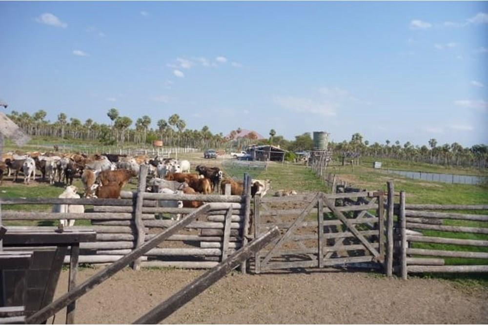 Estancia De 493 Hectáreas En Presidente Hayes — foto 2