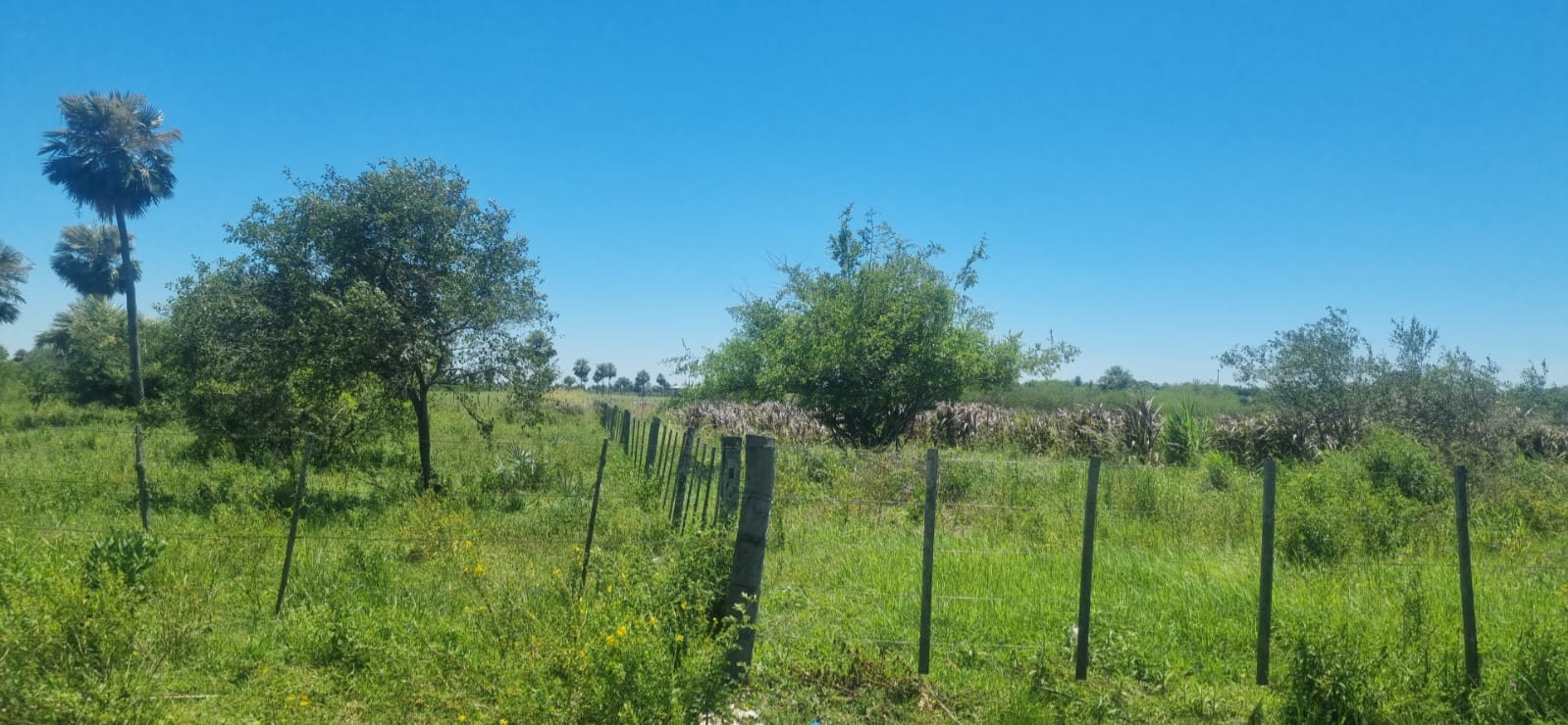 En Venta!!! Oportunidad única! Terreno De 10 Has En Benjamín Aceval. — foto 2