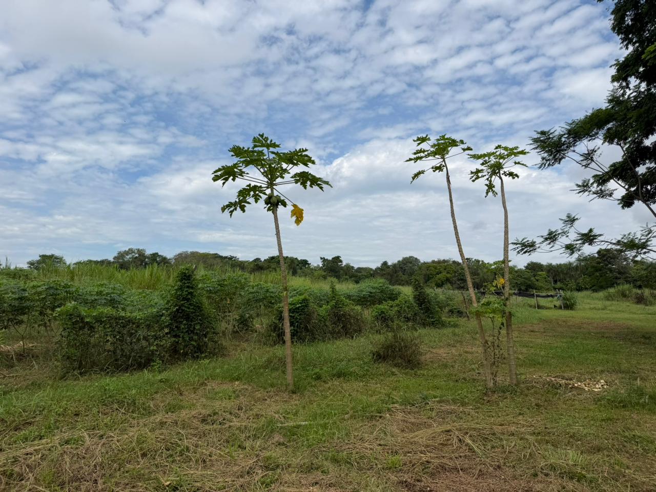 Granja De 15 Ha En Nueva Italia: Refugio Natural Con Arboles Frutales Y Nativos — foto 3