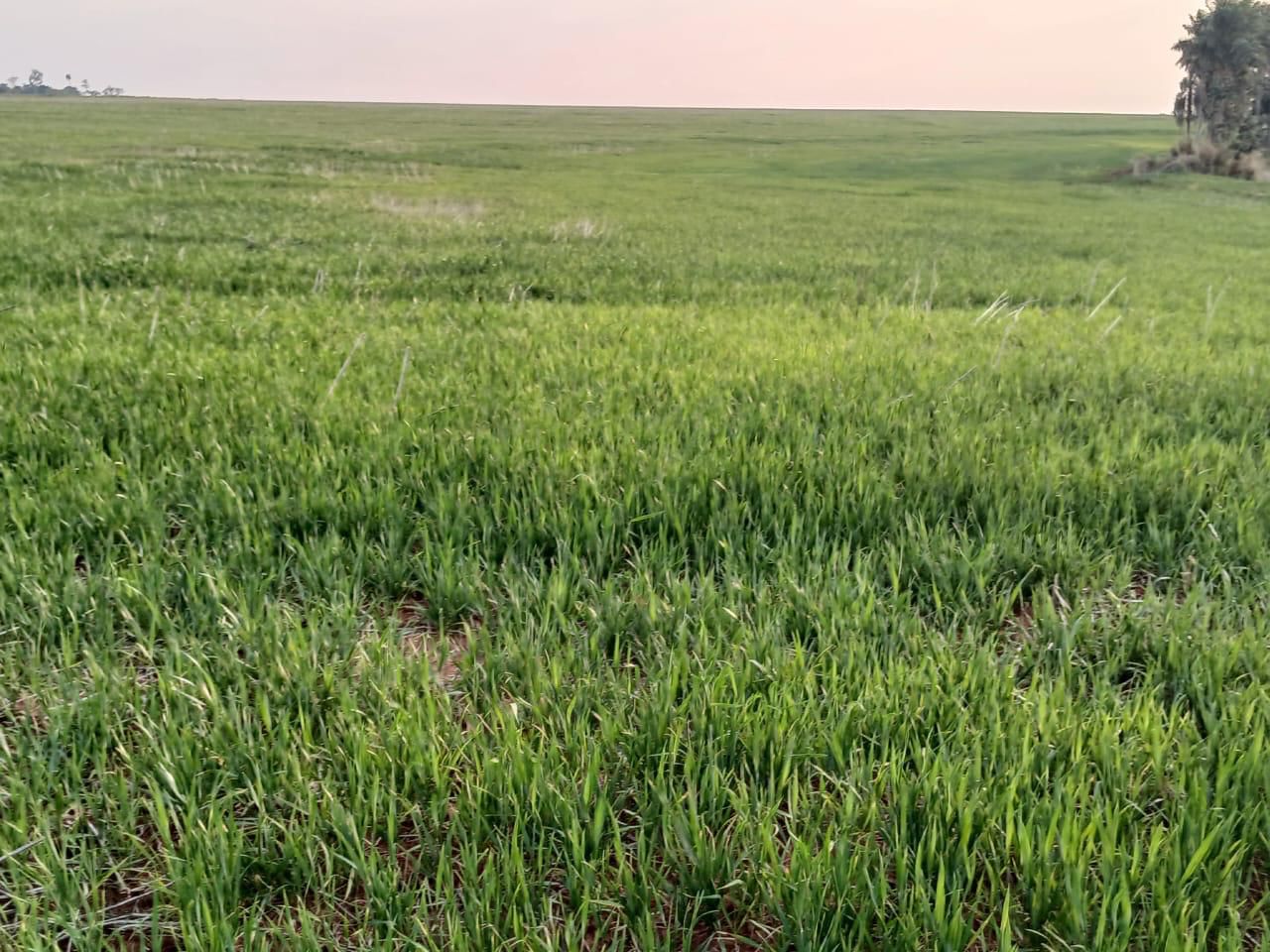 GRAN PROPIEDAD RURAL EN ALTO PARANA — foto 2