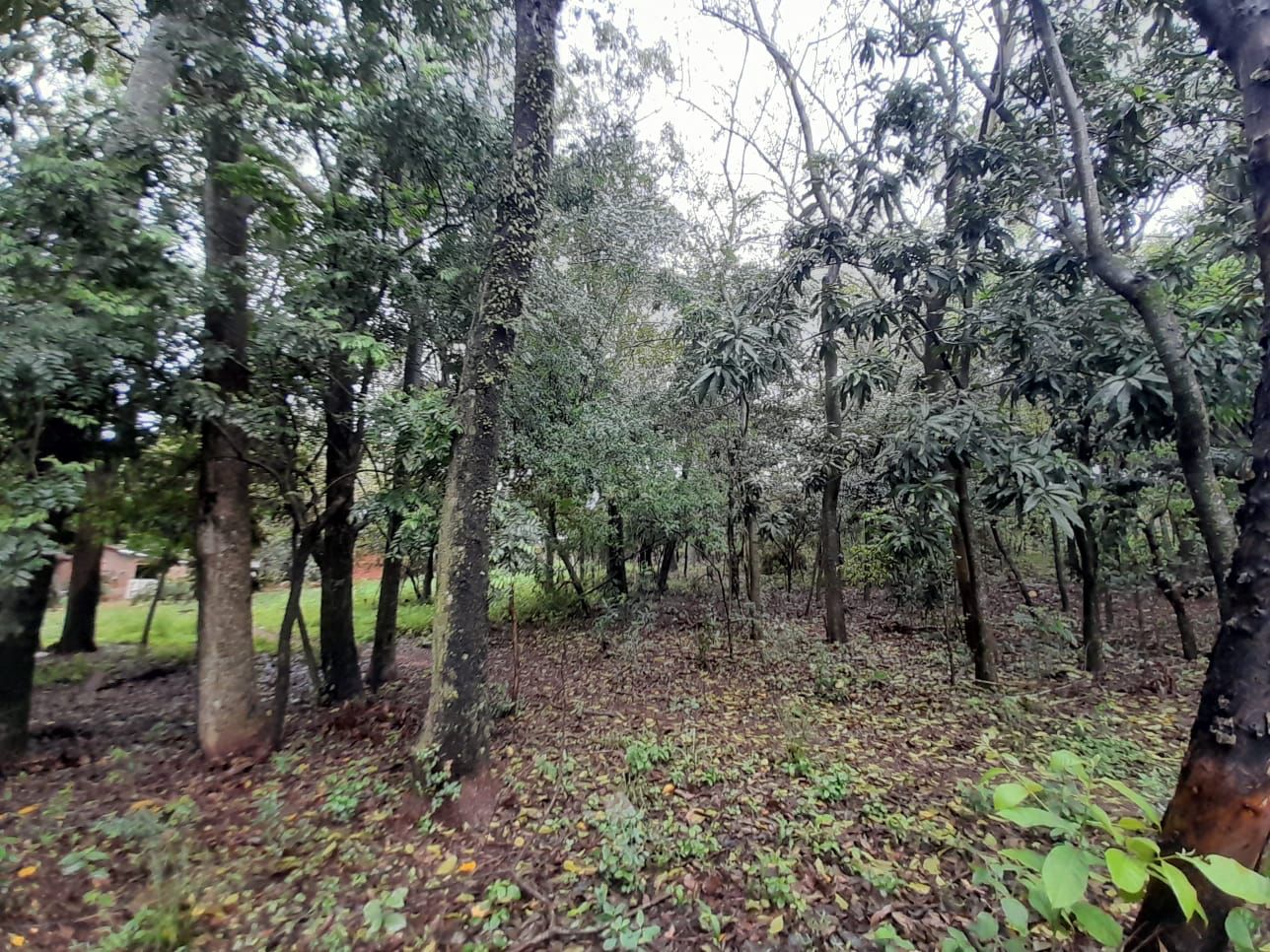 Vendo hermoso terreno arbolado en Altos de 1000 m2 — foto 2
