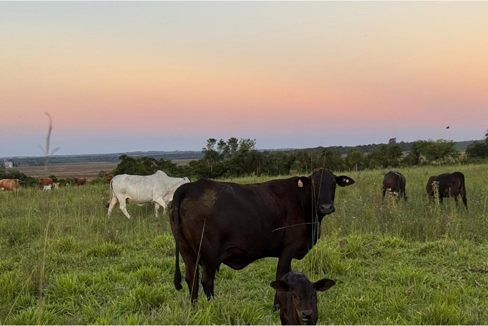 GRAN OPORTUNIDAD DE INVERSIÓN 2.233 HAS. EN CAAZAPÁ, Paraguay — foto 3