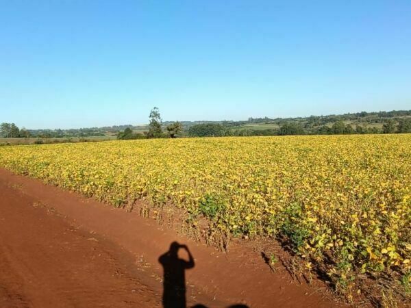 Propiedad Rural en Venta – Itakyry, Alto Paraná - 11.570 HAS — foto 3
