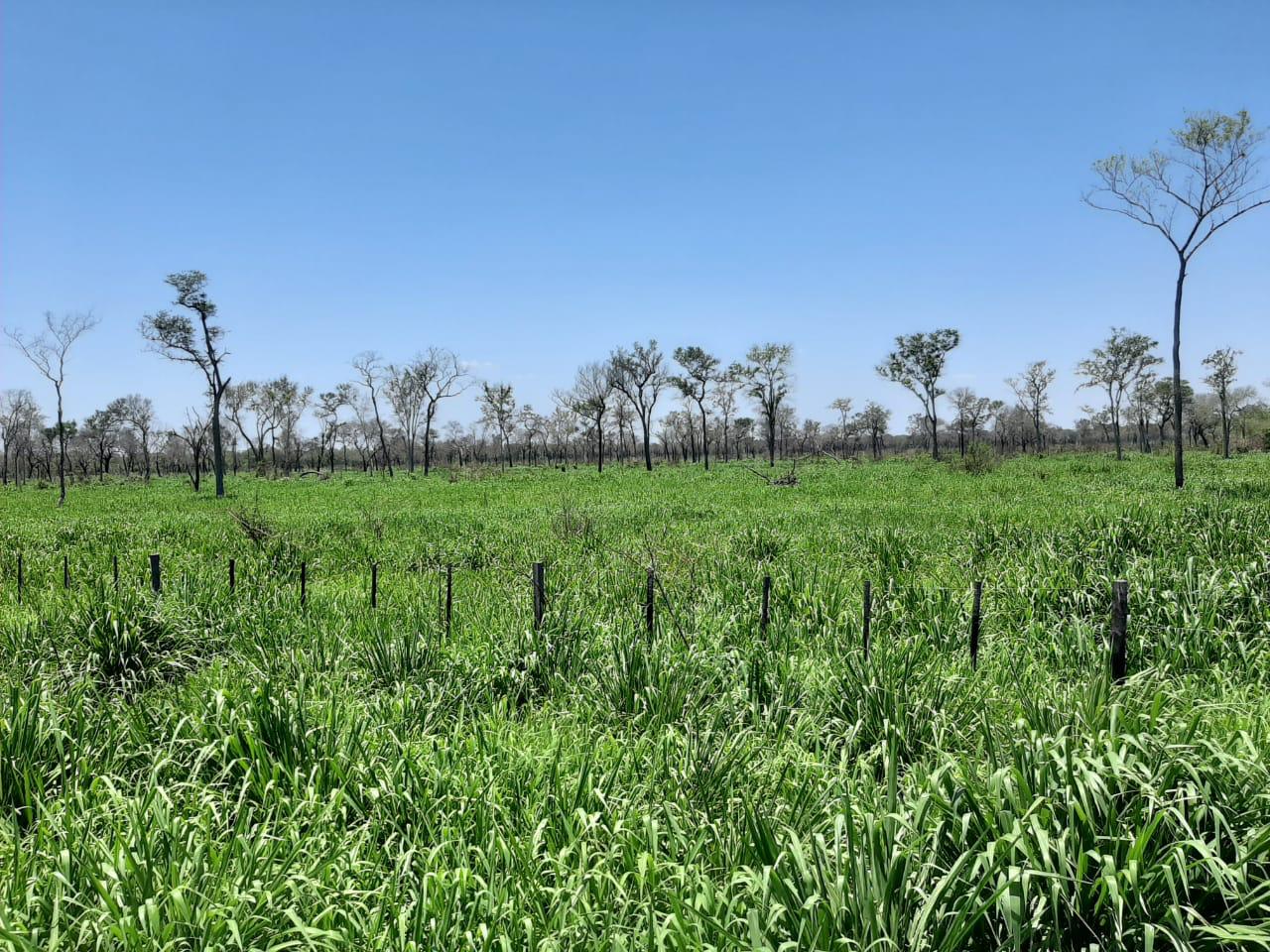Vendo Estancia en el Chaco zona Tte Esteban Martinez - LCS4220590 — foto 2