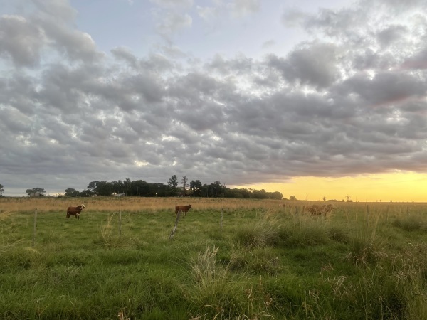 ???? GRAN ESTANCIA EN VENTA – MISIONES, PARAGUAY ???? — foto 2
