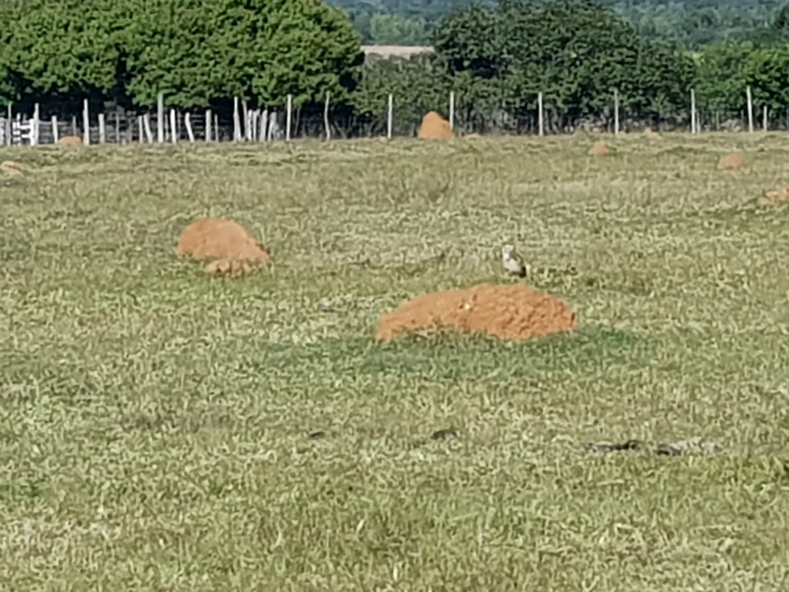 VENDO 70 HECTAREAS EN PARAGUARI YBYTYMI IDEAL PARA CANTERA — foto 3
