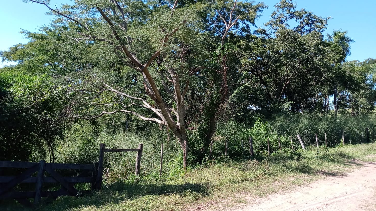 Propiedad en R.I. 3 Corrales Caaguazú - 150 Hectáreas — foto 3